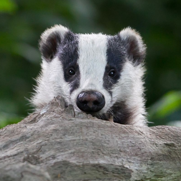 NFS - Picture 1 of 1